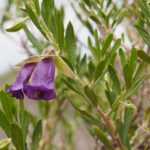 Eremophila occidens Australian native plant
