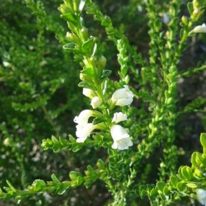Eremophila brevifolia Australian Native Plant