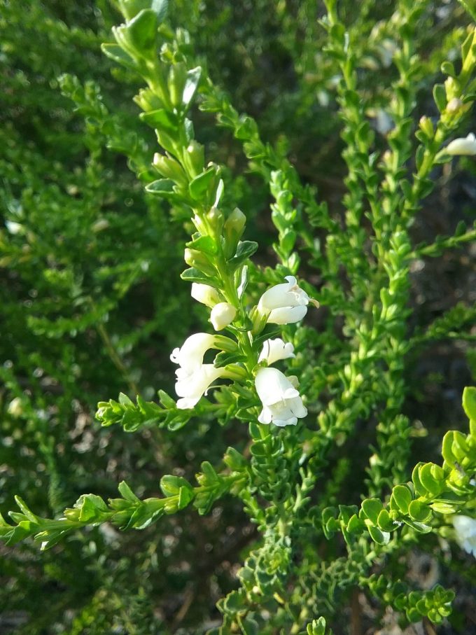 Eremophila brevifolia Australian Native Plant