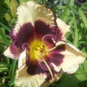 Hemerocallis Inner Destiny