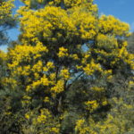 Acacia adunca Australian Native Plant