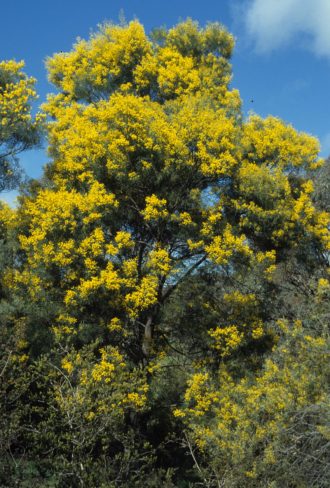 Acacia adunca Australian Native Plant