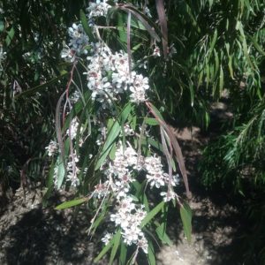 Agonis flexuosa Australian native plant
