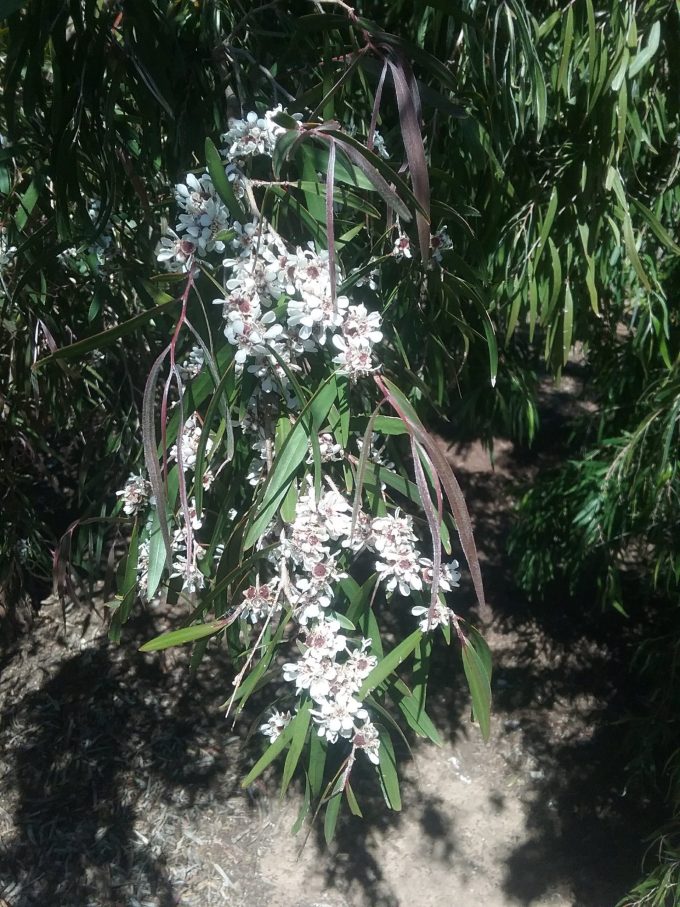Agonis flexuosa Australian native plant