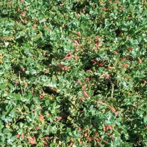 Eremophila glabra prostrate orange Australian native plant