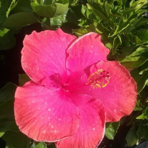 Hibiscus Thelma Bennell