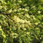 Acacia howittii Australian native plant