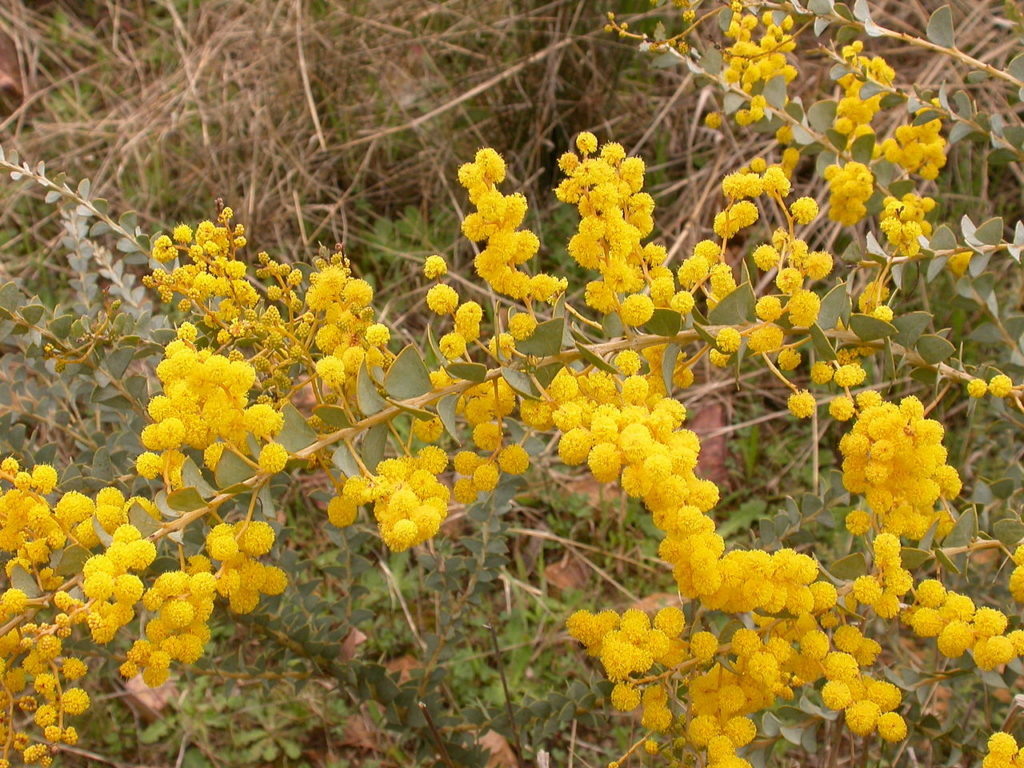 Acacia pravissima Australian native plant