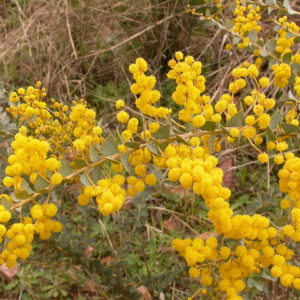 Acacia pravissima Australian native plant