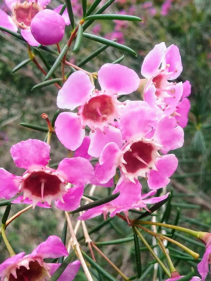 Chamelaucium CWA pink Australian native plant.
