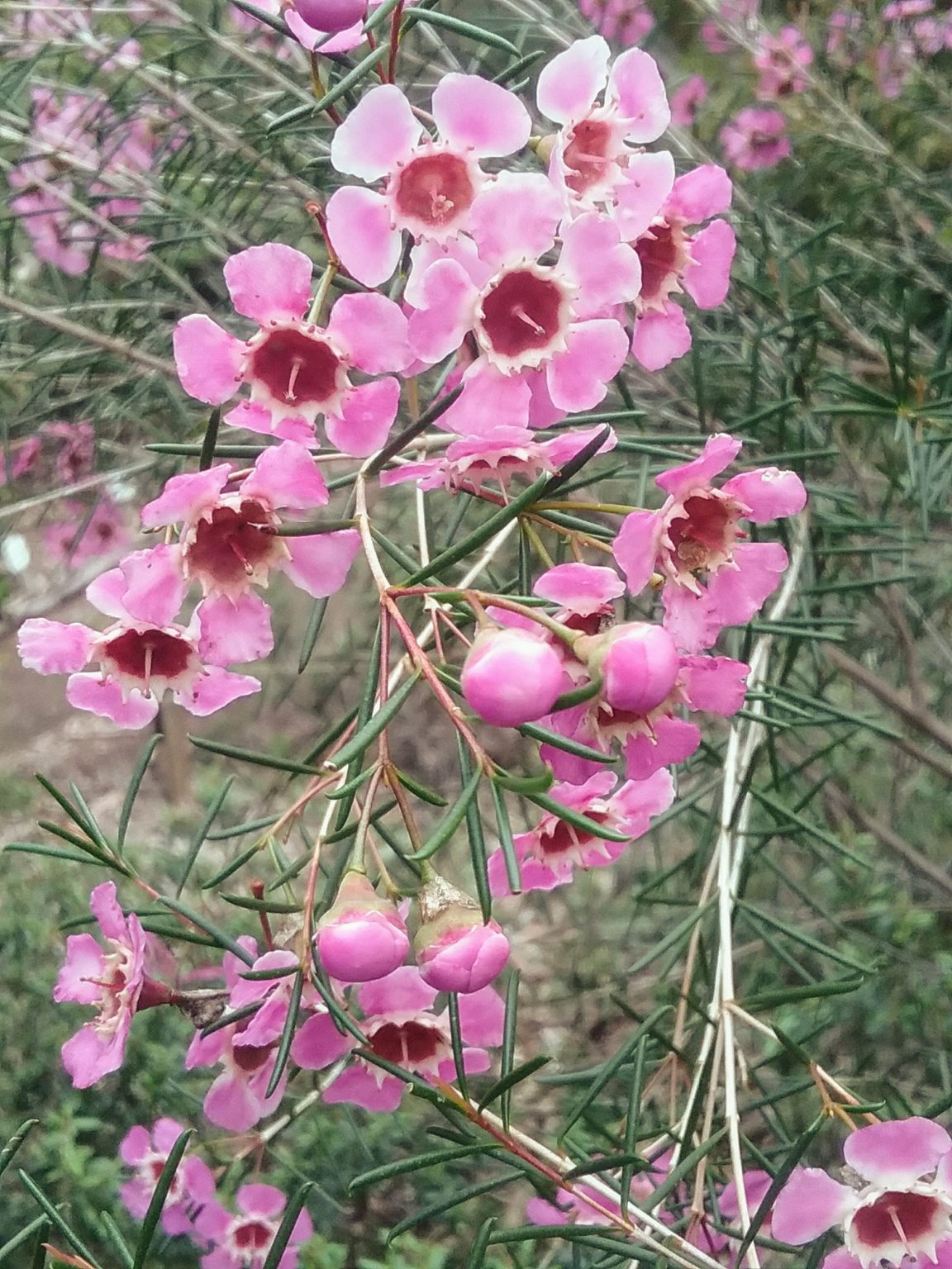 Chamelaucium uncinatum CWA Pink in 50mm Forestry Tube – Trigg Plants