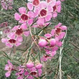 Chamelaucium CWA Pink Australian native plant