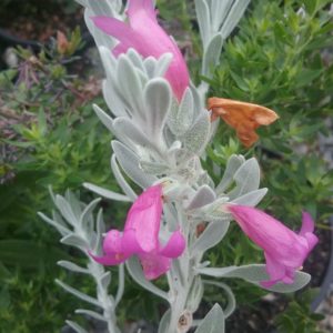 Eremophila Pink Pantha in 50mm Forestry Tube – Trigg Plants