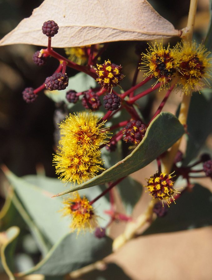 Acacia inaequilatera Australian native plant