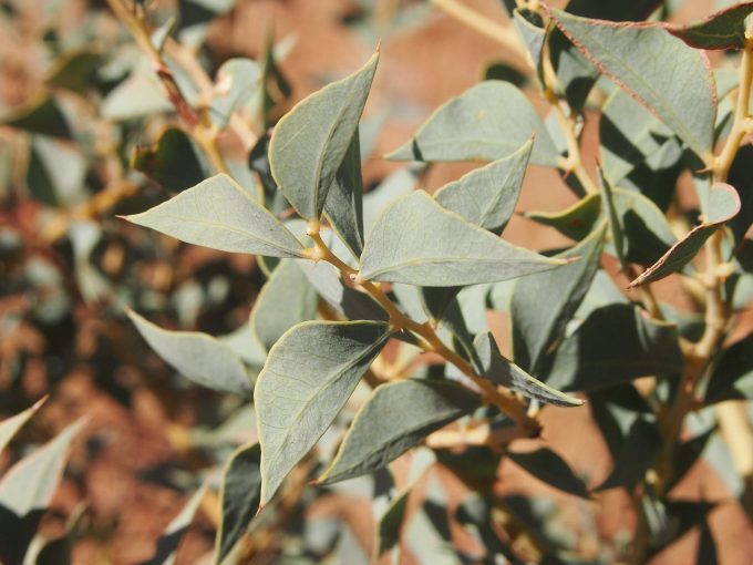 Acacia inaequilatera Australian native plant
