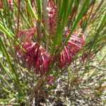 Calothamnus longissimus Australian native plant