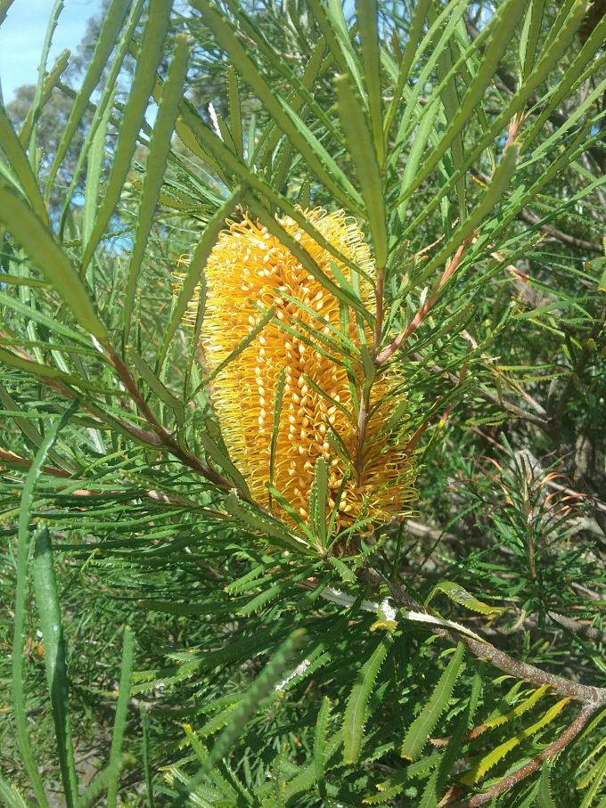 Banksia spinulosa collina Australian native plant