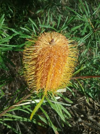 Banksia spinulosa var collina in 50mm Forestry Tube