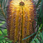 Banksia spinulosa Australian native plant