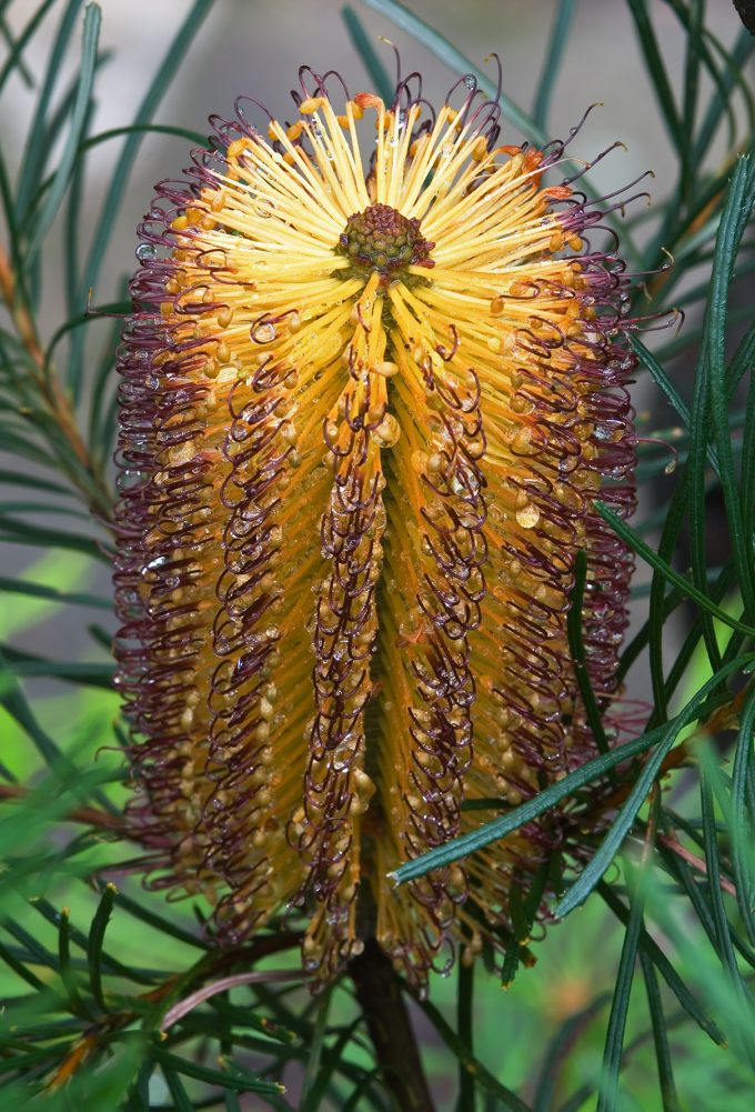 Banksia spinulosa in 50mm Forestry Tube