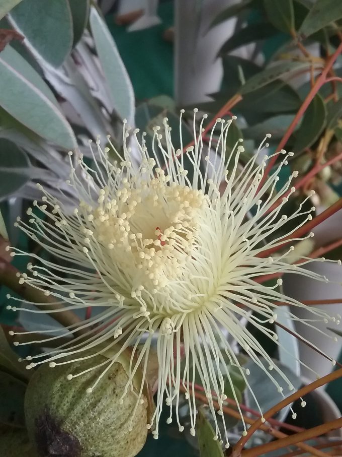Eucalyptus pyriformis Australian native plant