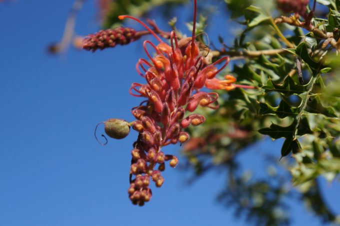 Grevillea bipinnatifida Australian native plant