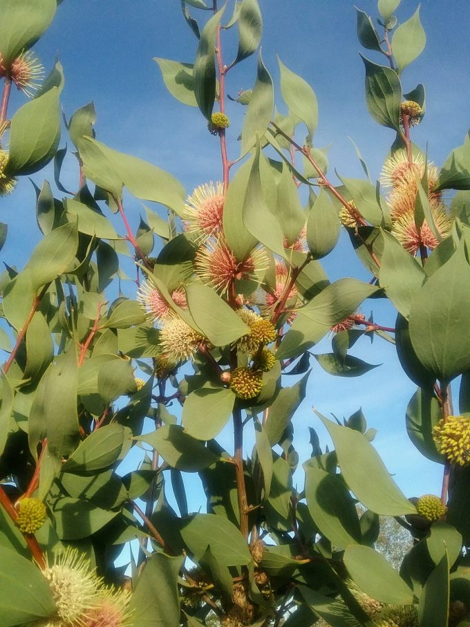 Hakea petiolaris Australian native plant