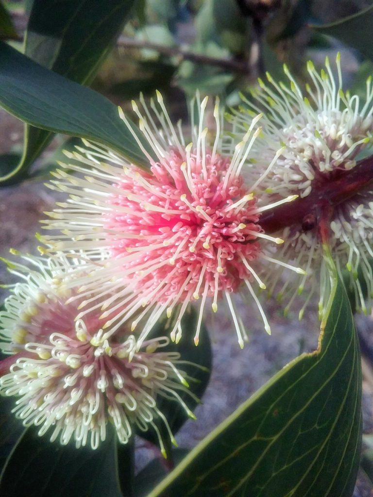 Hakea petiolaris Australian native plant