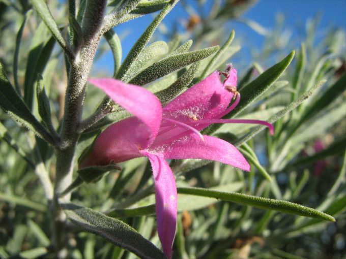 Eremophila Yanna Road Australian native plant