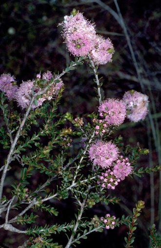 Kunzea micrantha Australian native plant