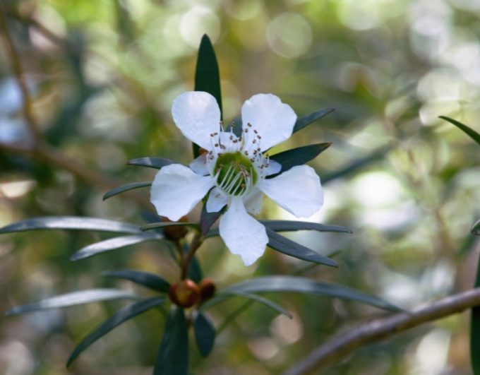 Leptospermum morrisonii White Opal Australian native plant
