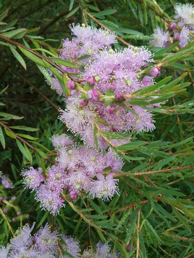 Melaleuca fulgens ssp corrugata Australian native plant