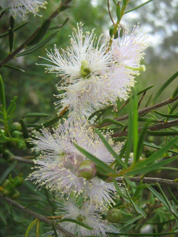 Melaeuca radula Australian native plant