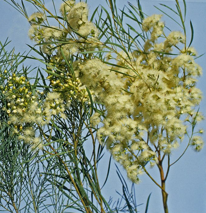 Eucalyptus formanii Australian native plant
