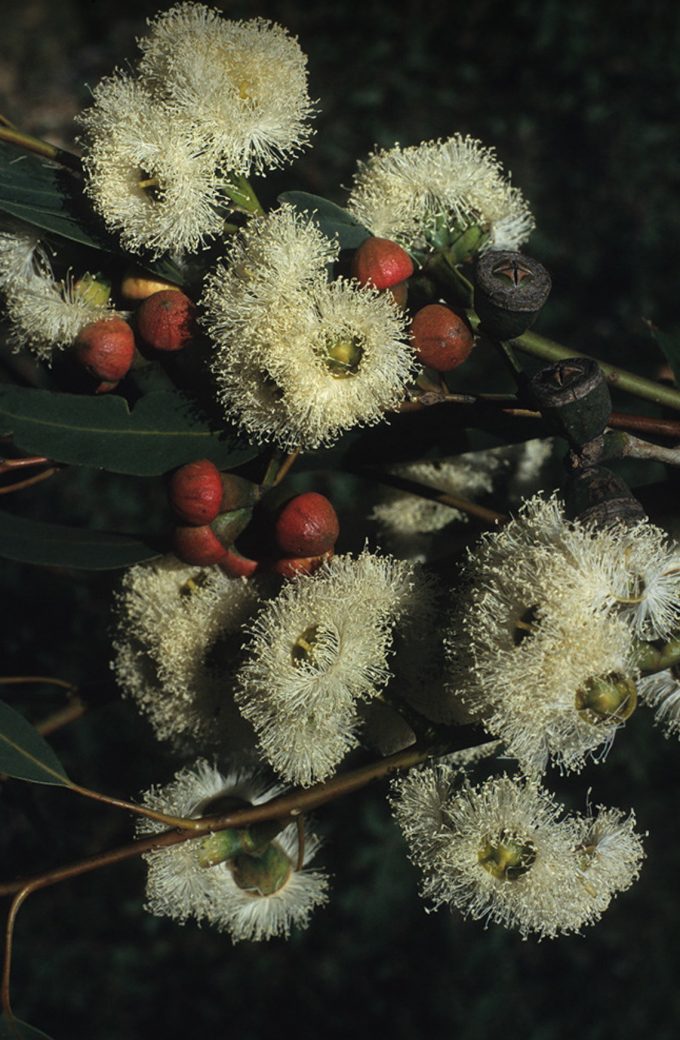 Eucalyptus gomphocephala Australian native tree