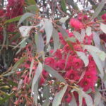 Eucalyptus petiolaris red flowering form Australian native plant