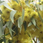 Eucalyptus petiolaris yellow flowering form Australian native plant