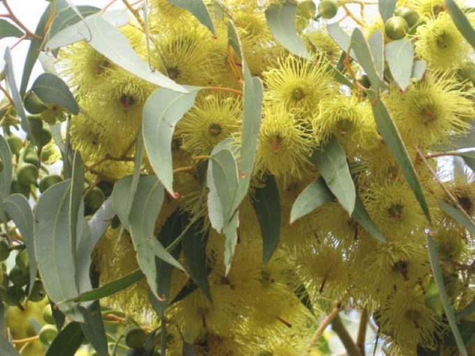 Eucalyptus petiolaris yellow flowering form Australian native plant