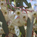 Eucalyptus petiolaris cream flowering form Australian native plant