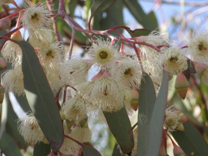 Eucalyptus petiolaris cream flowering form Australian native plant