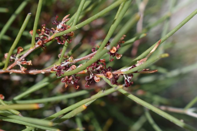 Hakea brachyptera Australian native plant