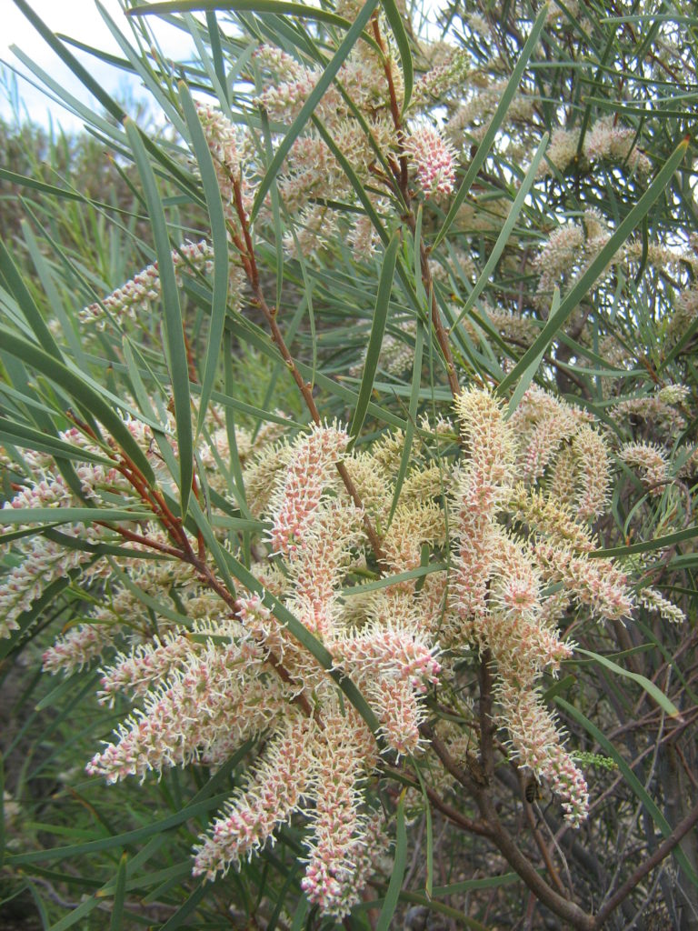 Hakea minyma Australian native plant