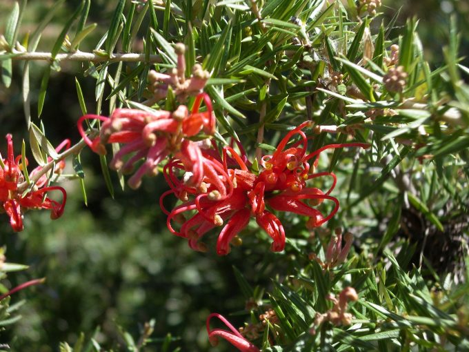 Grevillea juniperina red Australian native plant