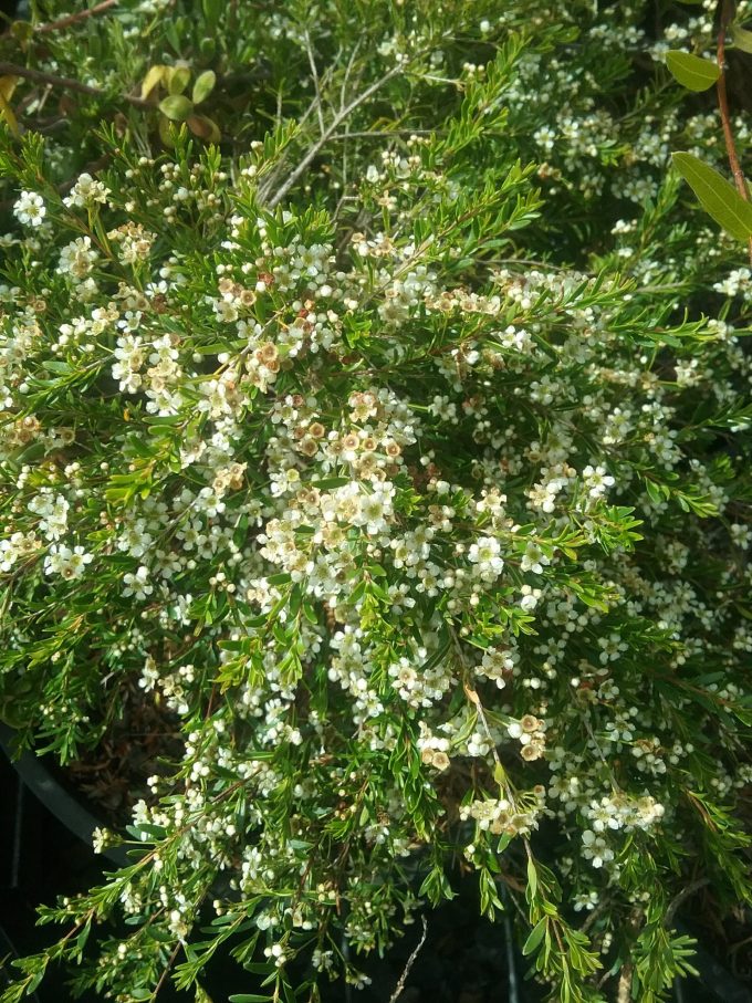 Baeckea virgata dwarf Australian native plant