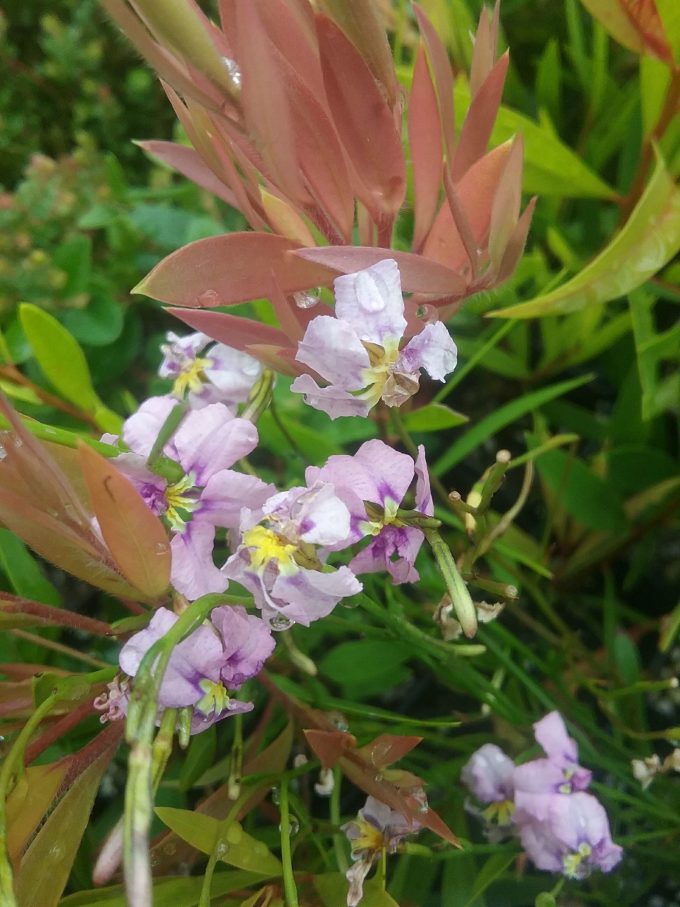 Dampiera trigona pink Australian native plant