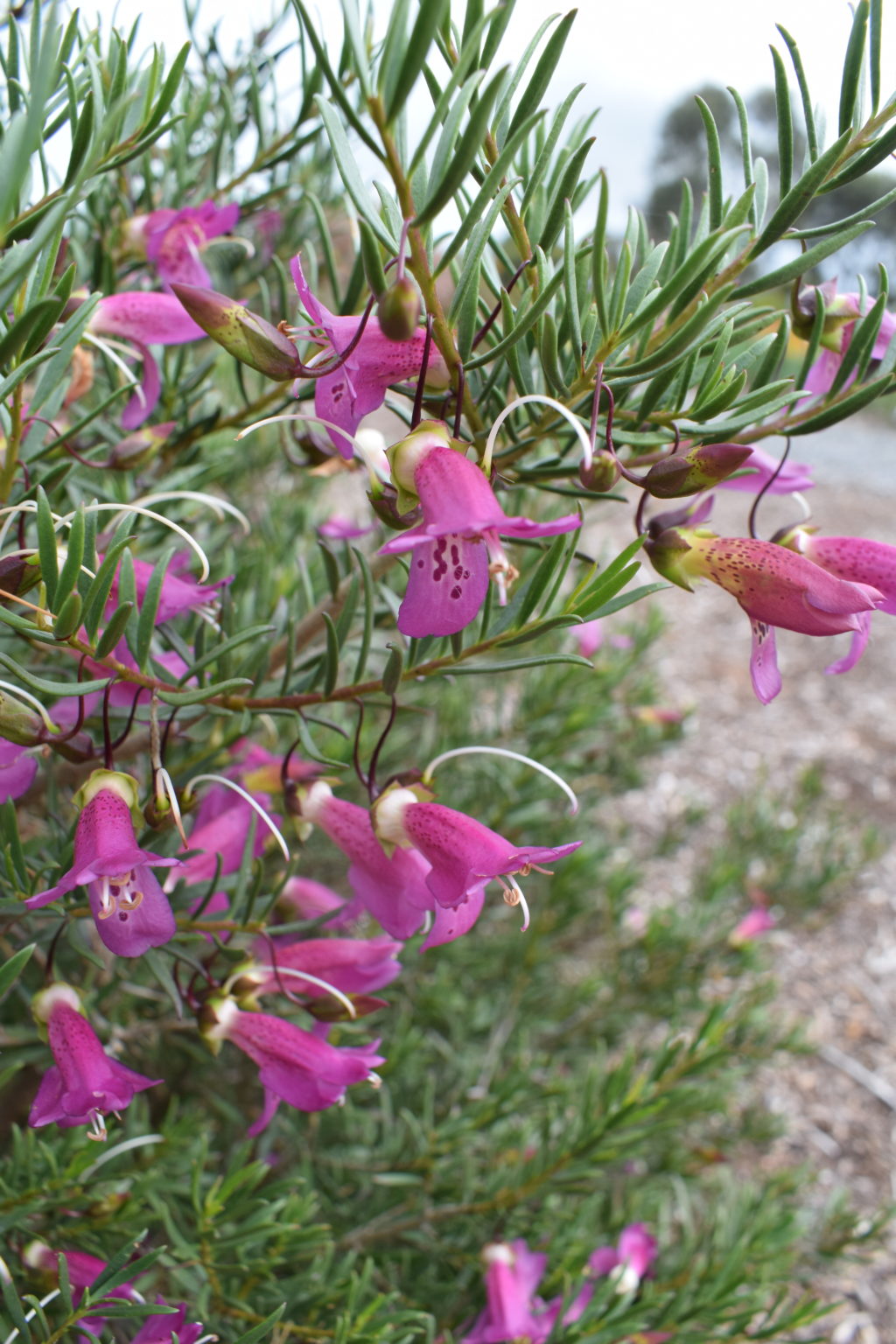 Eremophila alternifolia x maculata Wildberry in 125mm Advanced Pot ...