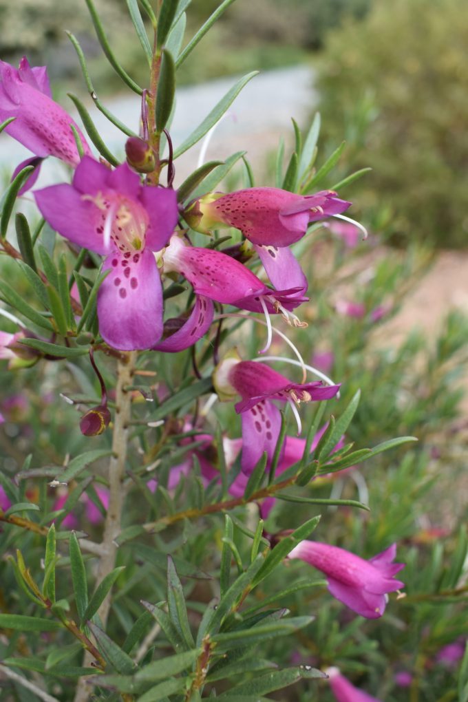 Eremophila alternifolia x maculata Wildberry Australian native plant