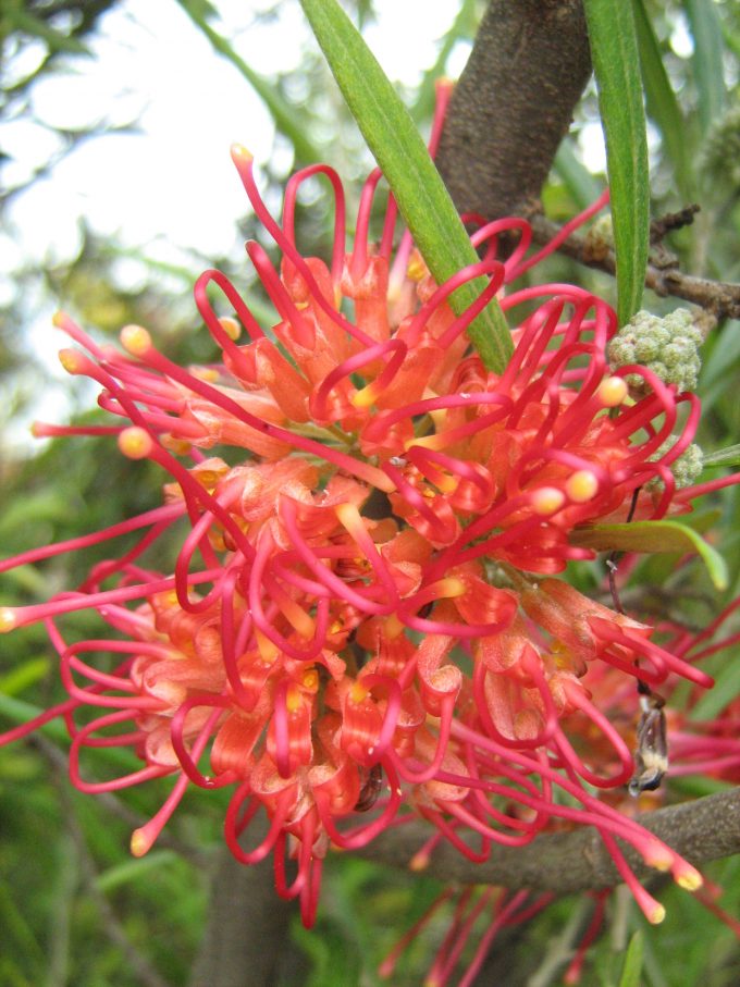 Grevillea Winpara Sunrise Australian native plant