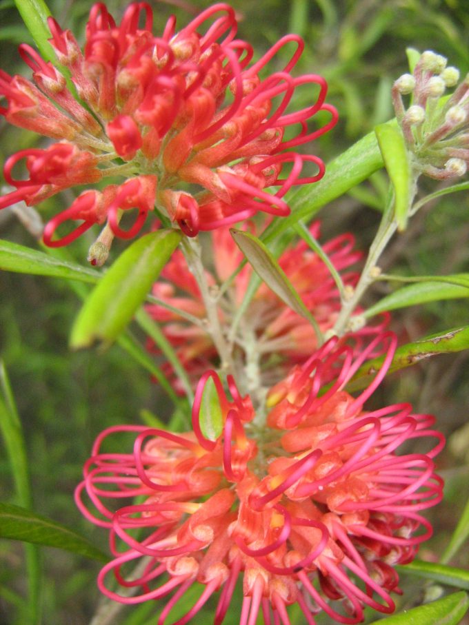 Grevillea Winpara Sunrise Australian native plant