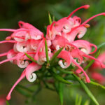 Grevillea lavandulacea 'Chetwynd' Australian native plant